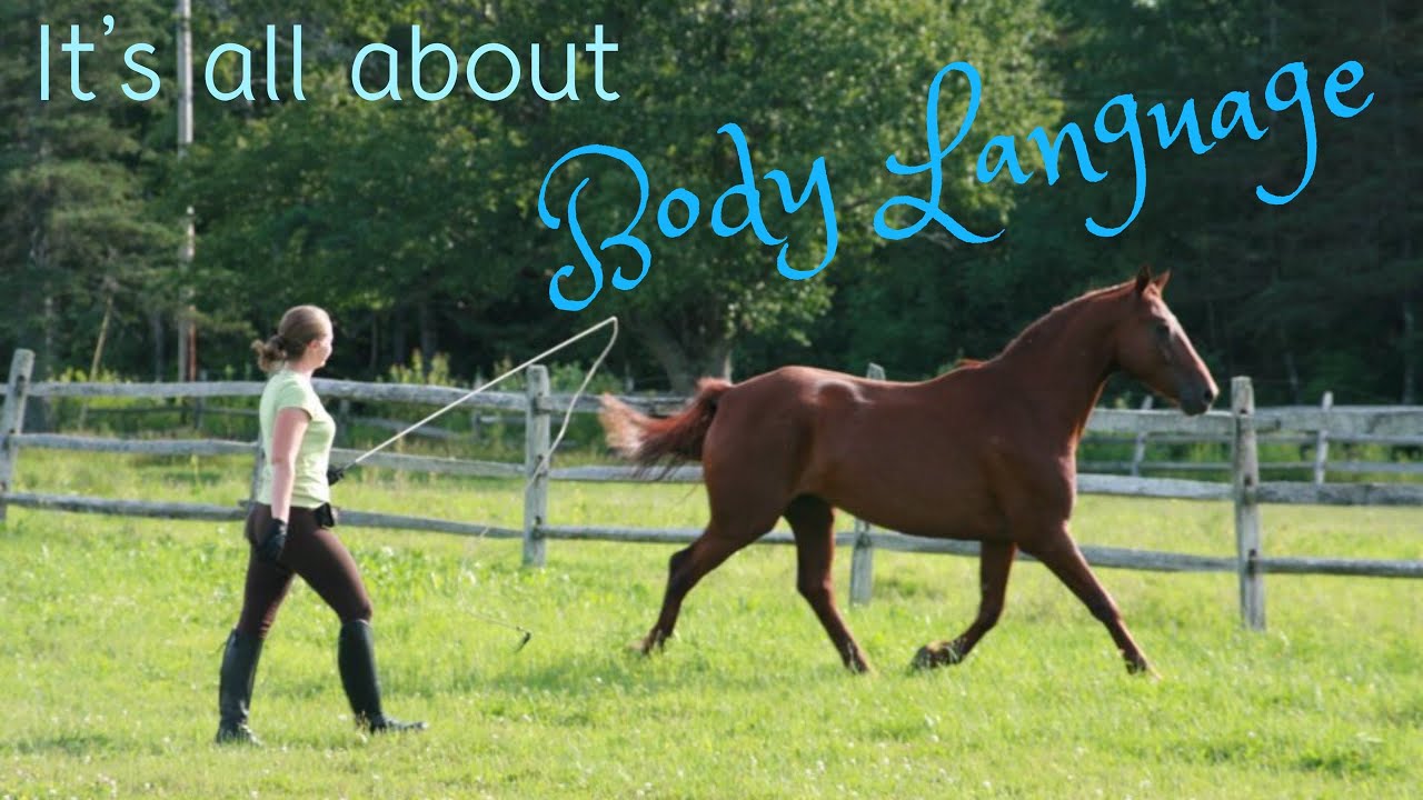 How to Free Lunge a Horse // At Liberty