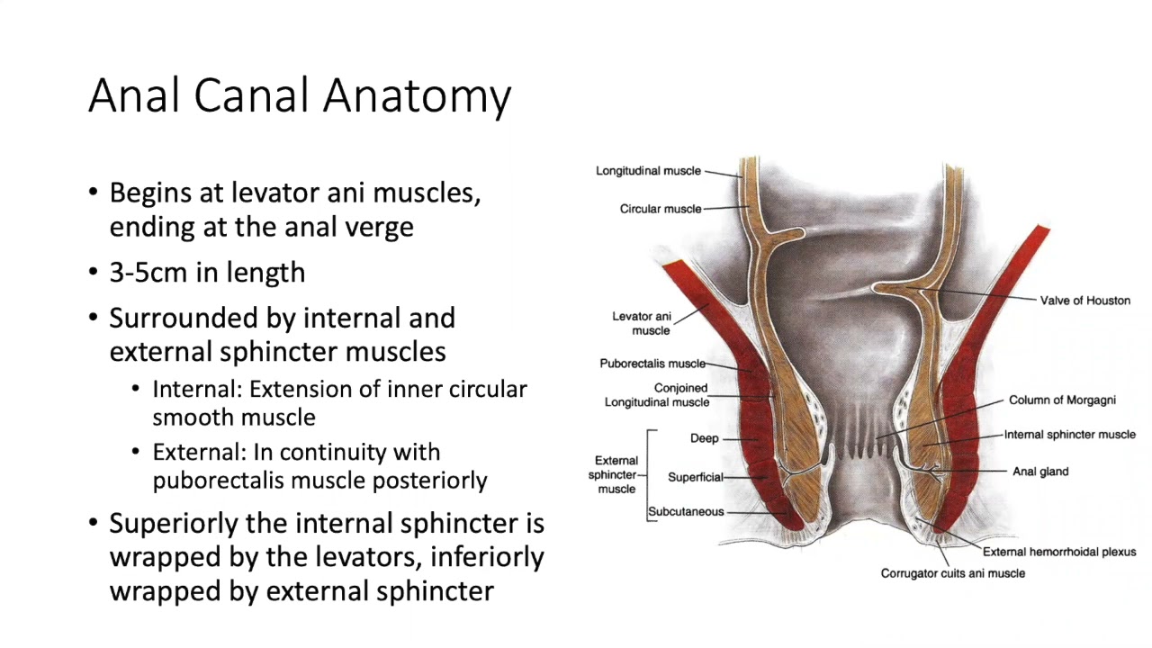 Basics of Anorectal Anatomy
