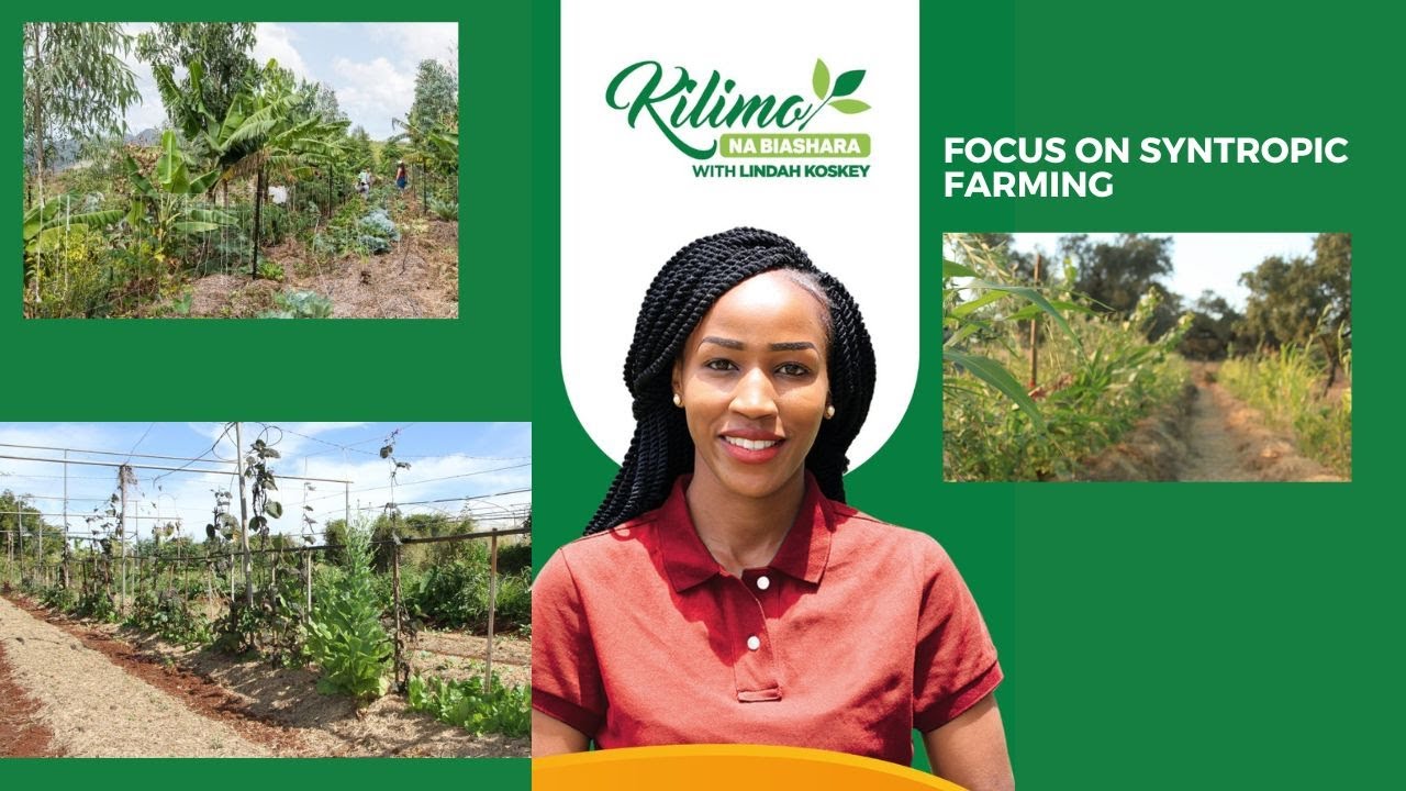Focus On Syntropic Farming | Kilimo na Biashara