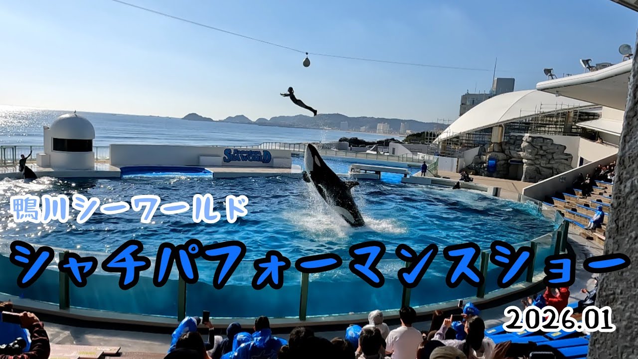 【鴨川シーワールド】シャチパフォーマンスショー〖2026.01〗
