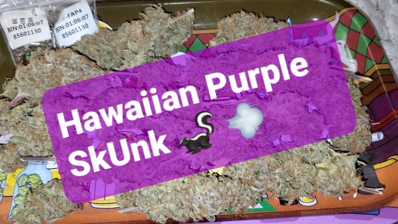 Hawaiian Purple Skunk Strain 🦨💨 , Bud Review ( TV420 ) 📺