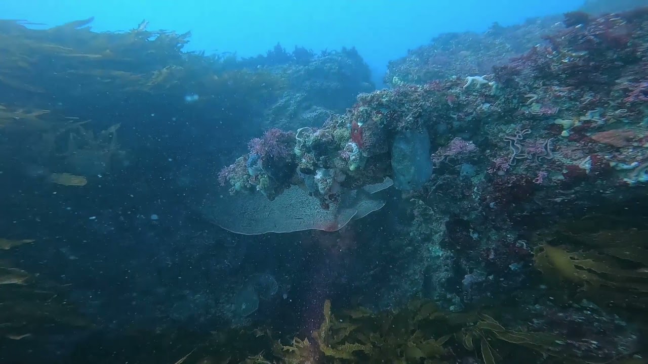Winter crayfish diving off Fremantle