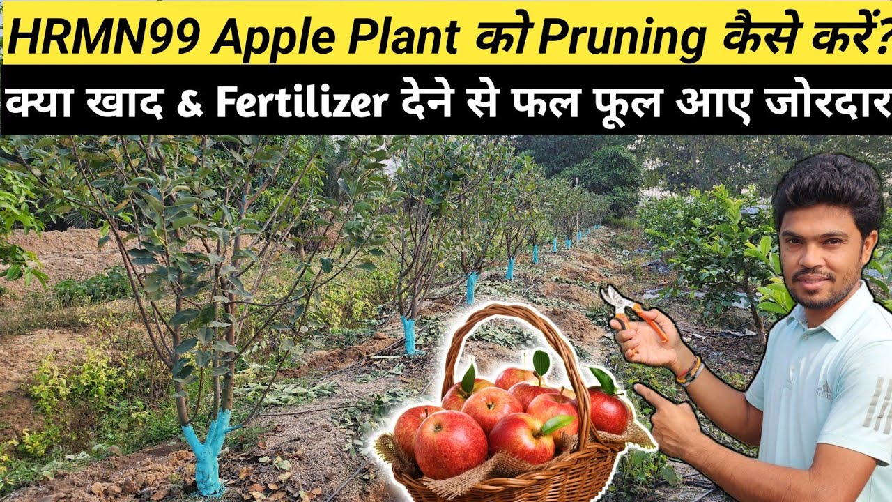 HRMN99 Apple Plant को Pruning कैसे करें ?  क्या खाद & Fertilizer देने से फल फूल आए जोरदार |