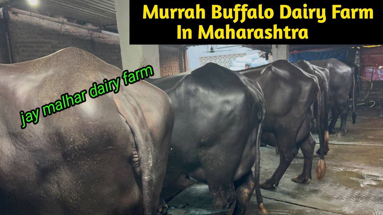 Murrah Buffalo Dairy Farm In Maharashtra || murrah buffalo jay malhar dairy farm panvel maharashtra 