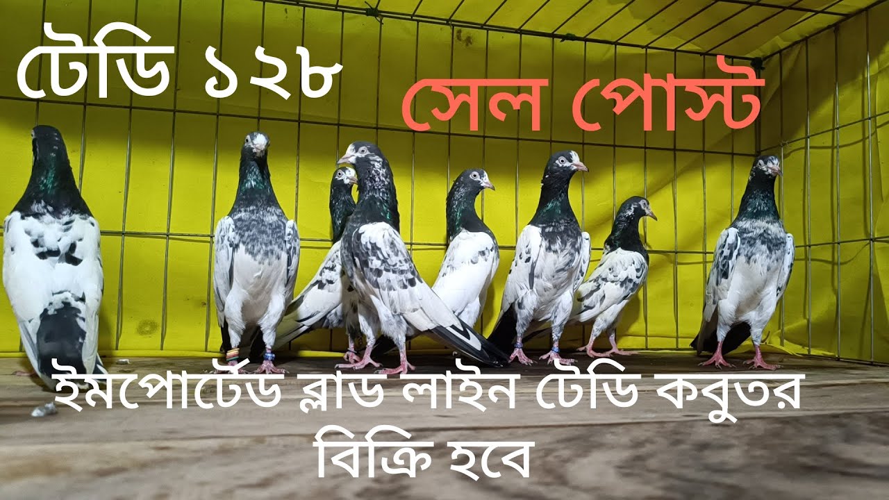 ইমপোর্টেড ব্লাড লাইন টেডি কবুতর বিক্রি হবে..টেডি ১২৮ ওমান টেডি KTM টেডি.. পিওর টেডি কবুতর বিক্রি হবে