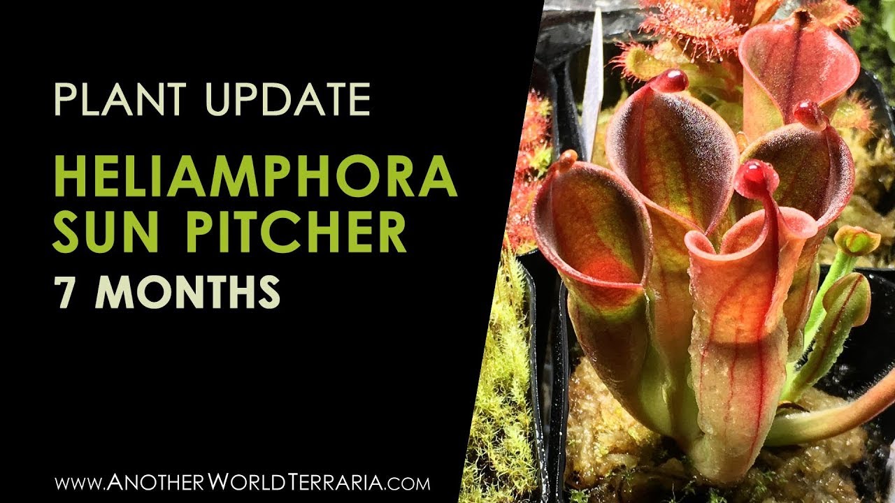 Heliamphora plant update - 7 months!