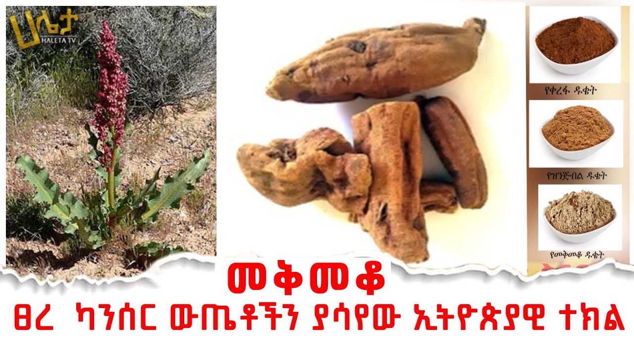 'መቅመቆ' | ፀረ ካንሰር ውጤቶችን ያሳየው ኢትዮጵያዊ ተክል | Haleta Tv