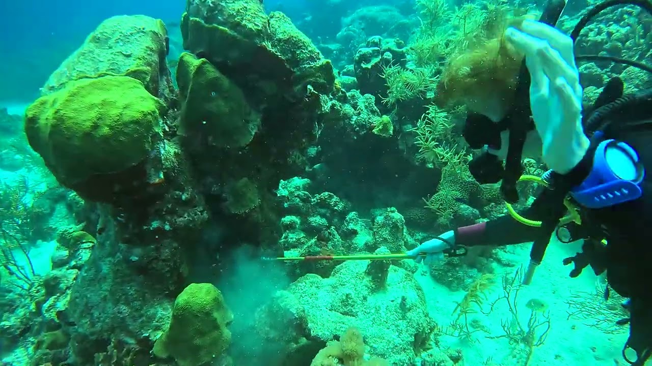 Diving at Mikes Reef 9-2-2026