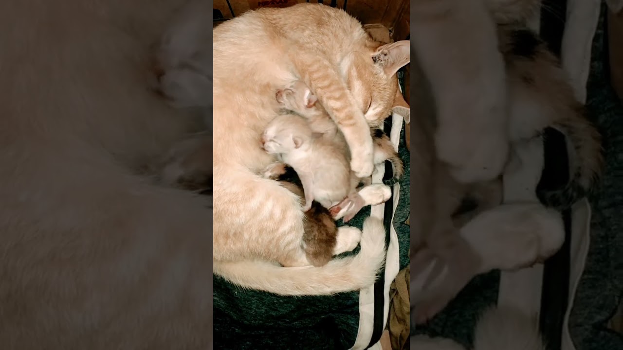CAT FEEDING KITTEN