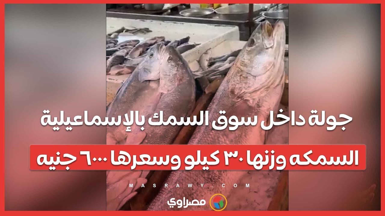 جولة داخل سوق السمك بالإسماعيلية.. السمكه وزنها ٣٠ كيلو وسعرها ٦٠٠٠ جنيه