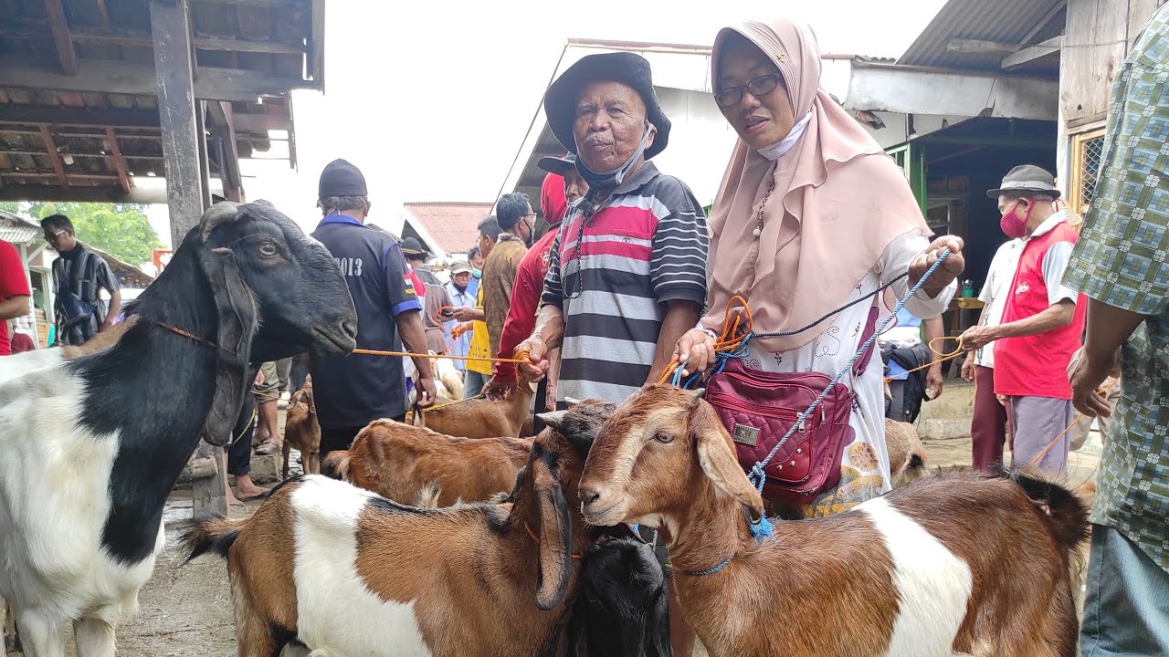 Harga Kambing Jawa,,, Harga Turun!!!!Pasar Baturetno