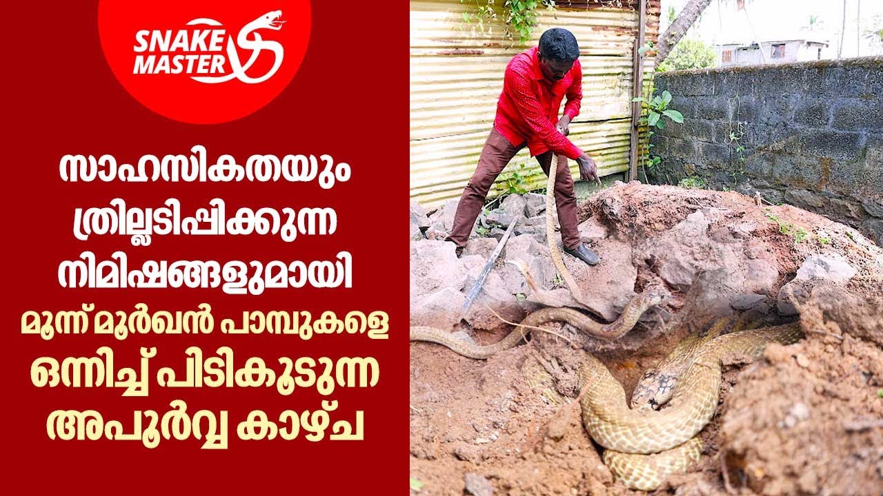 മാളത്തിൽ നിന്ന് മൂന്ന് വലിയ മൂർഖൻ പാമ്പുകളെ പിടികൂടുന്ന സാഹസിക കാഴ്‌ച | Snakemaster EP 944