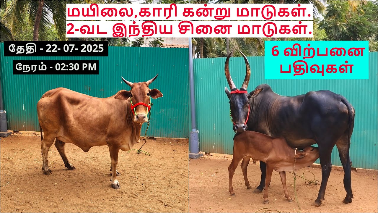 6-விற்பனை பதிவுகள்.மயிலை,காரி கன்று மாடுகள்.2-வட இந்திய சினை மாடுகள்.
