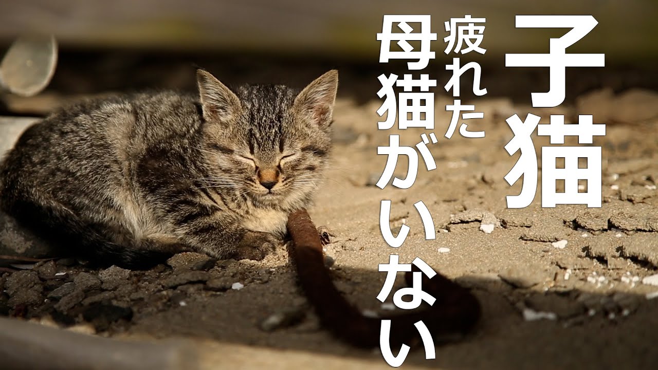 【母猫いない】子猫が2匹!?探し出してミルクを貰おうとするが
