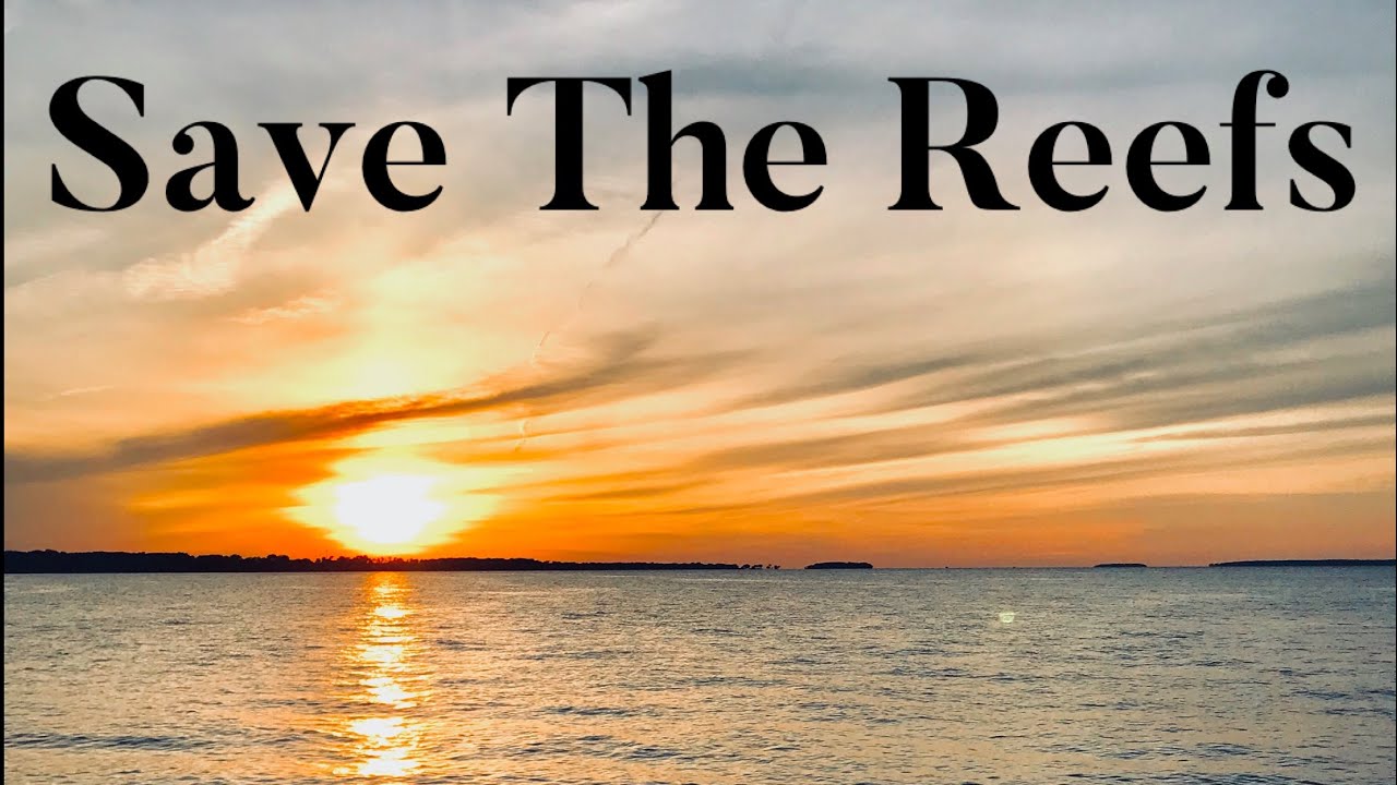 Save The Reefs Project