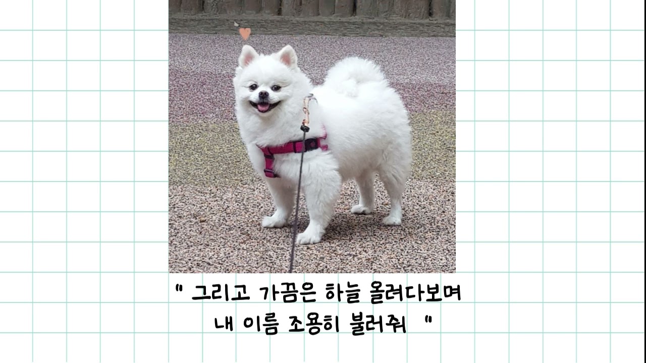 파니
