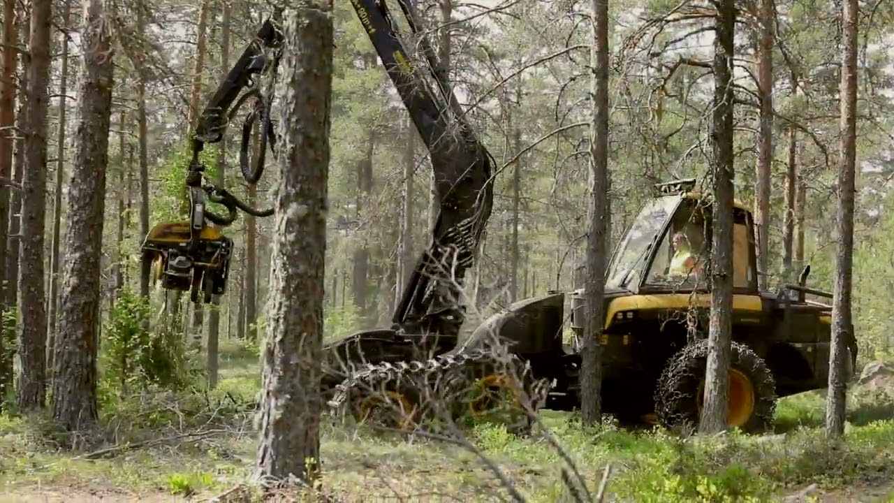 Harvennus antaa metsälle tilaa hengittää