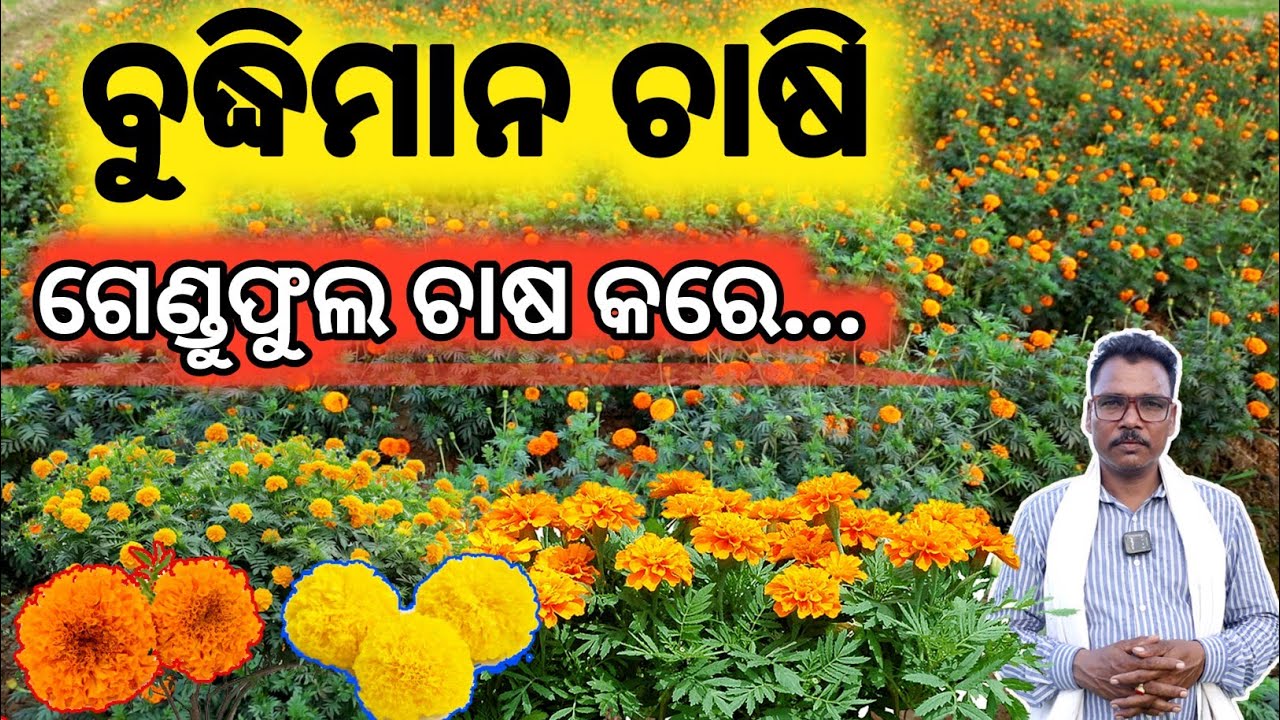 ବୁଦ୍ଧିମାନ ଚାଷି ଗେଣ୍ଡୁଫୁଲ ଚାଷ କରେ ll How to start marigold farming in odisha. #marigoldfarming
