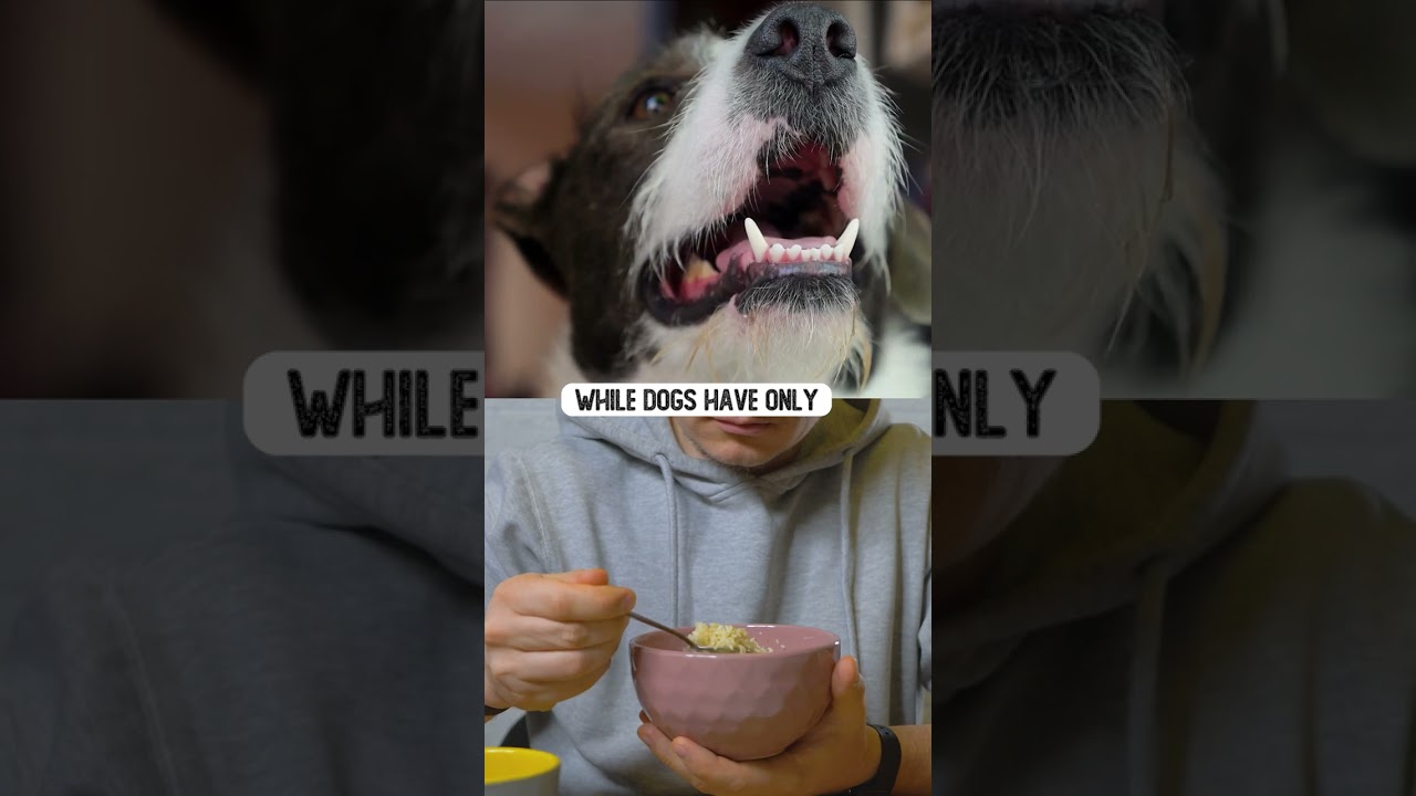 Dogs Taste Buds