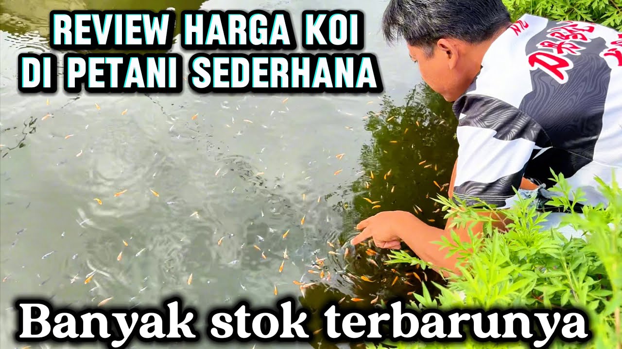 seneng banget review harga koi di tempat ini🤩🤩petani koi sederharan‼️dasen koi farm