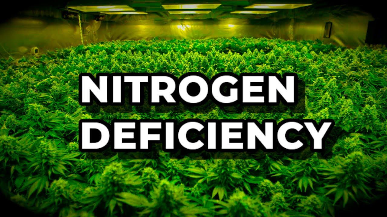 Nitrogen Deficiency In Cannabis Plants