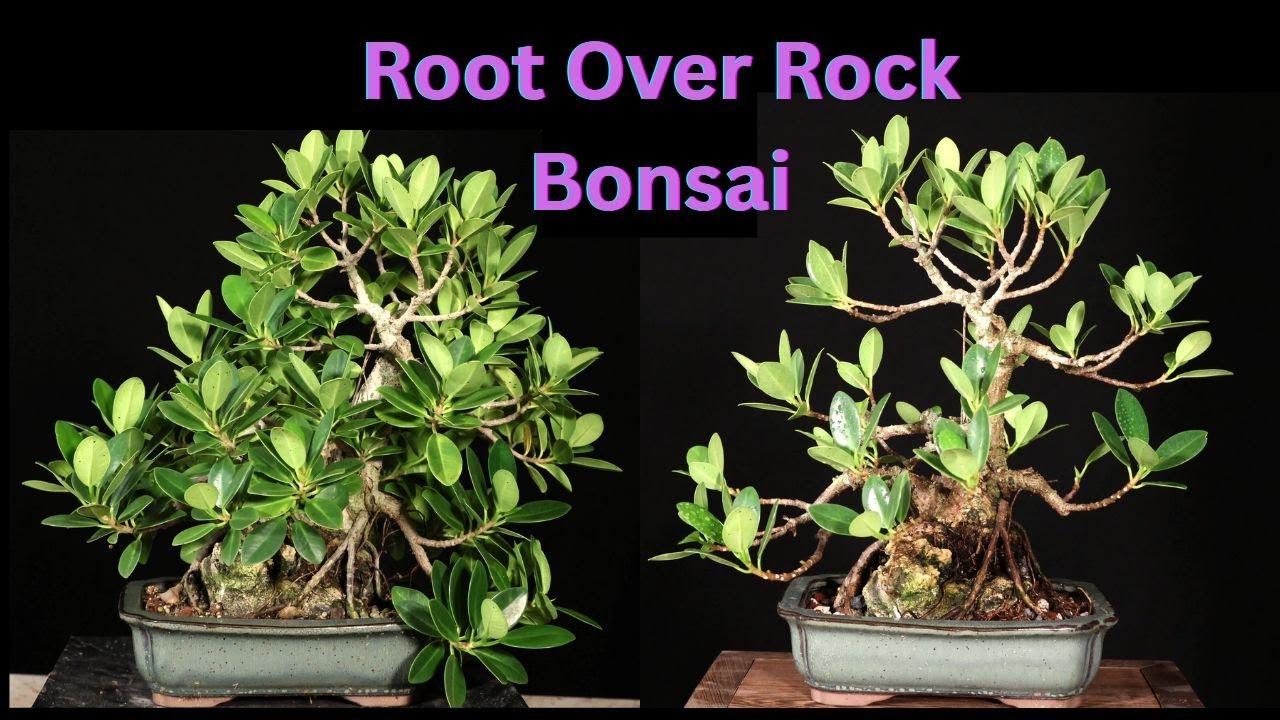 Ficus Microcarpa Root Over Rock #4 Repotted