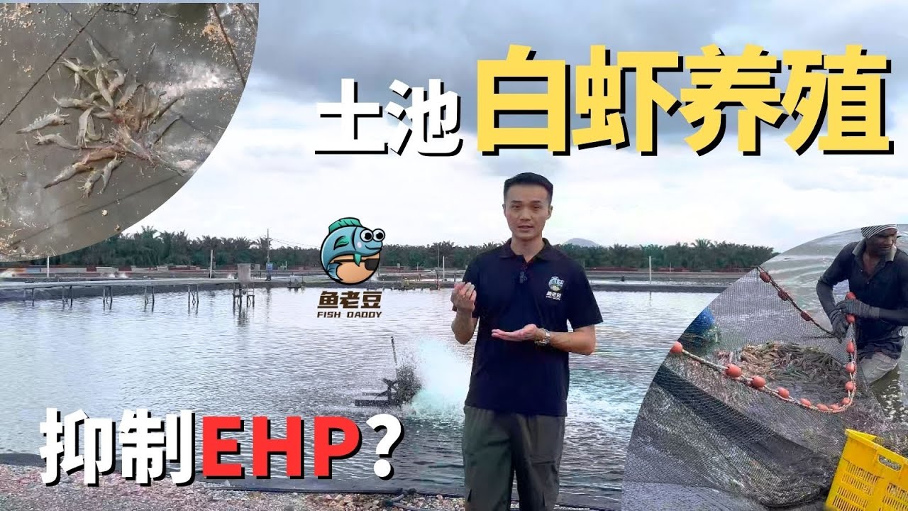 【魚老豆】古樓土池白蝦養殖 抑制EHP？！