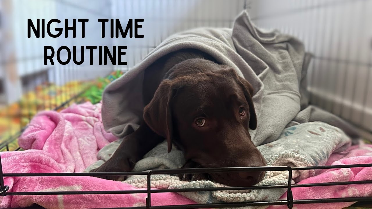 LABRADOR PUPPY'S NIGHT TIME ROUTINE!