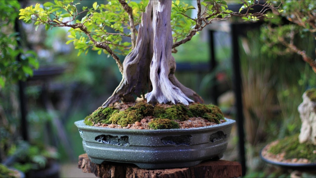 Fênix (Duranta repens) vídeo 9