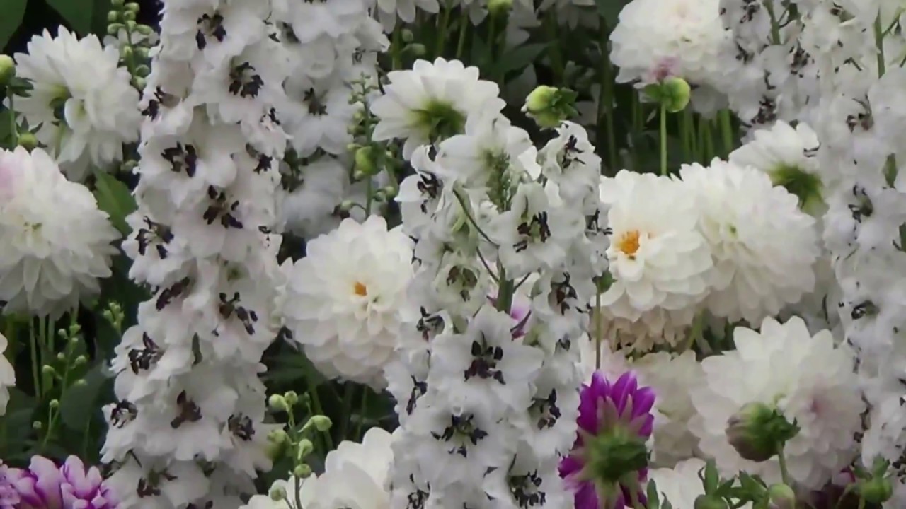 The Chelsea Flower Show May 2018