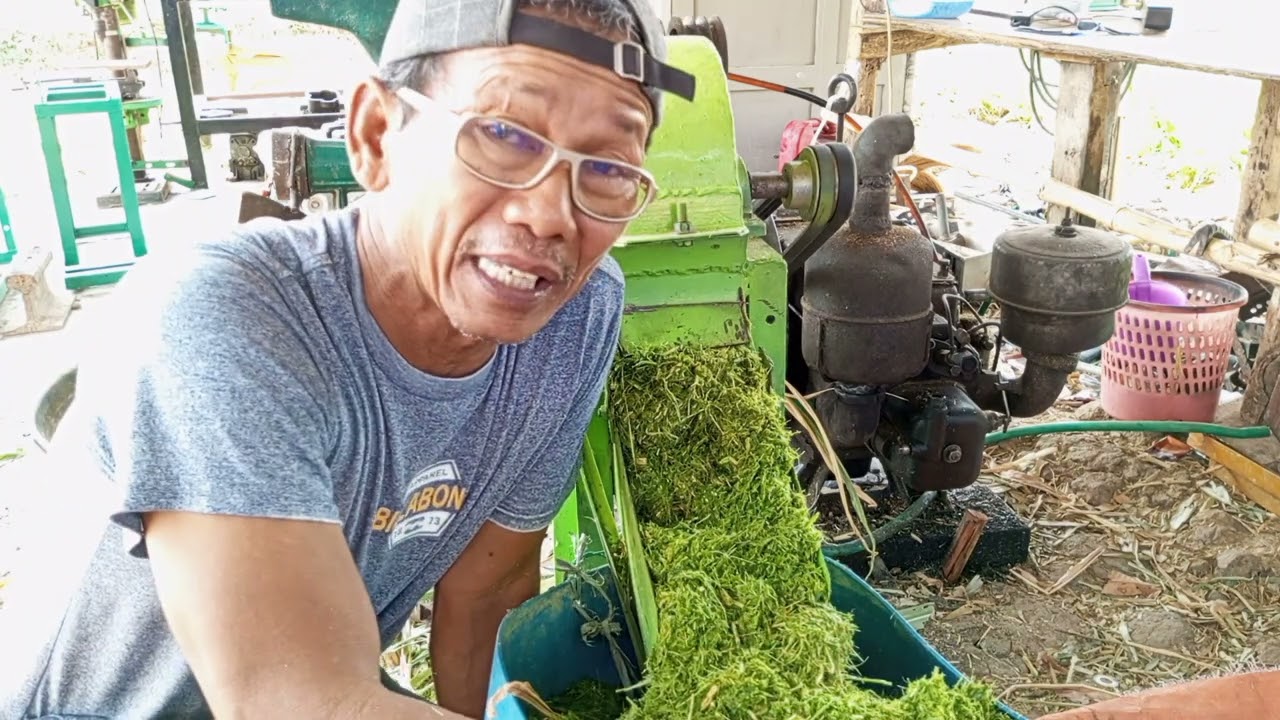 tutorial pembuatan pakan pelet domba dengan rumput pakcong