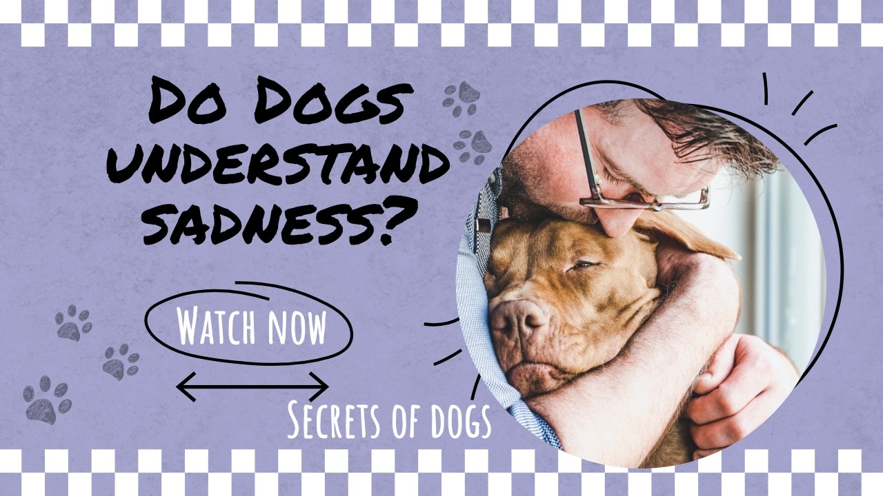 The Hidden Truth About Dogs: Do Dogs Understand When We Are Sad? The Science of Canine Empathy