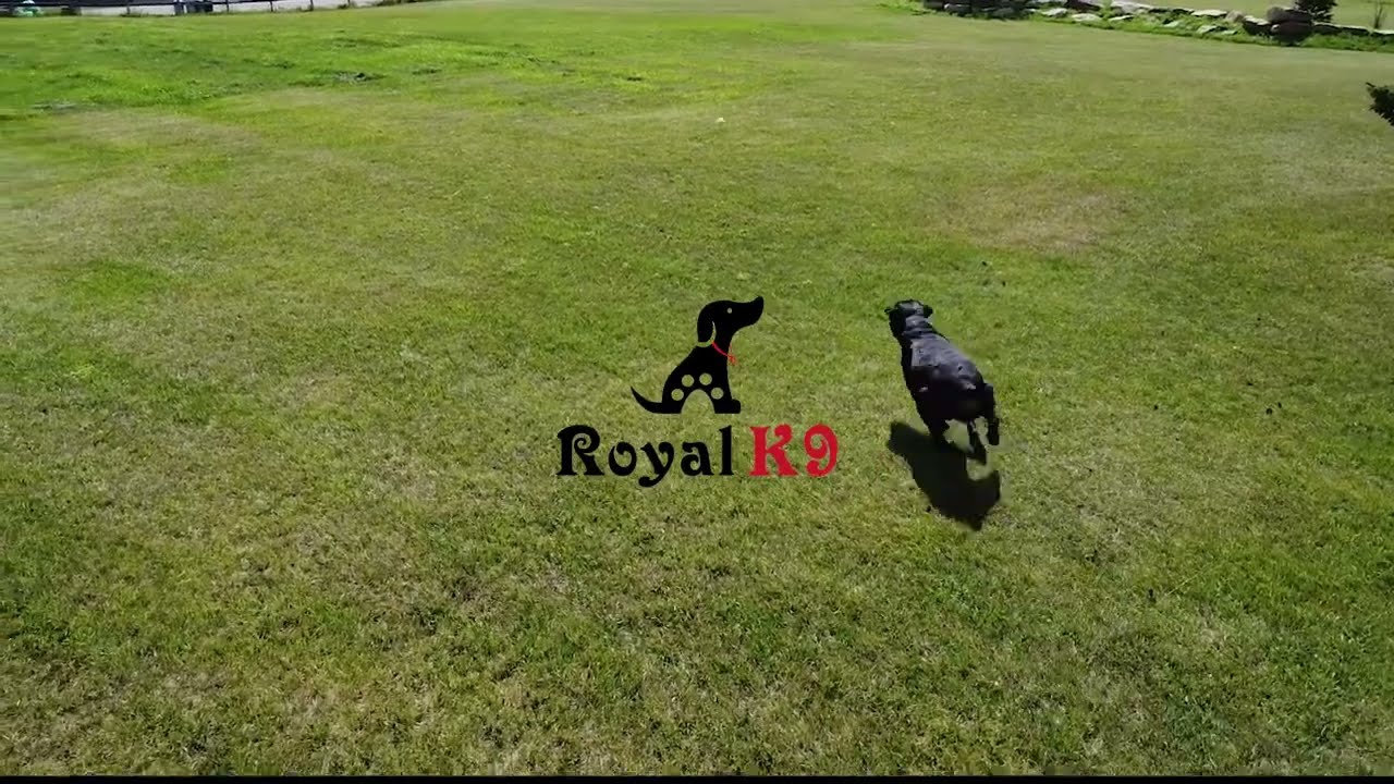 Royal K9 Inc solving your dog behaviour problems