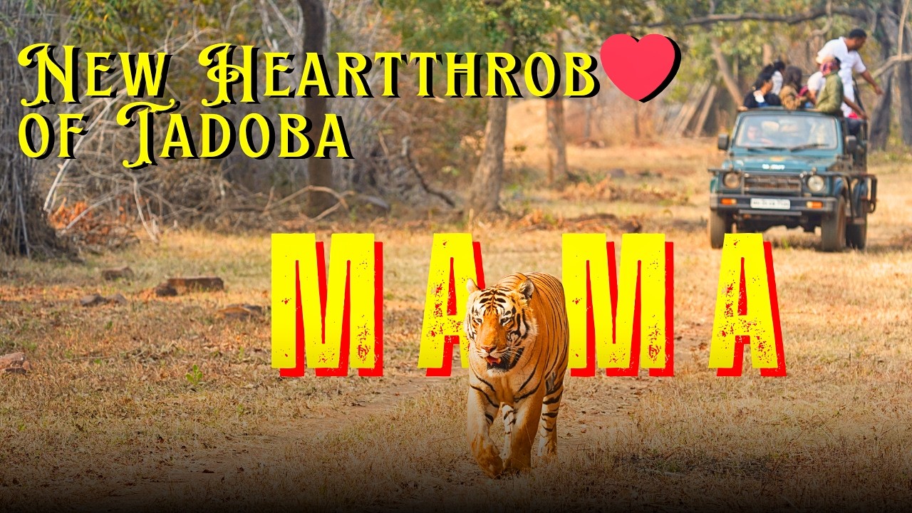 The New Heartthrob of Tadoba - 