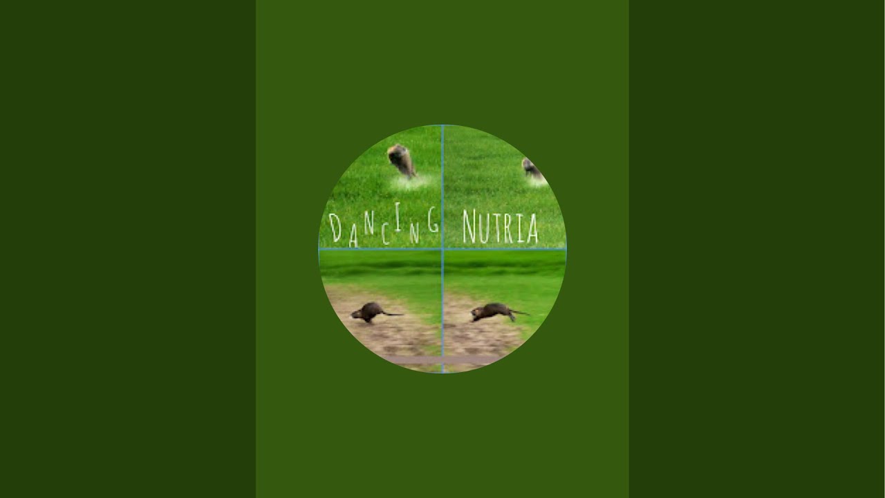Nutria Ninja is live! #nutria #beaver #trapping #water #oregon #outdoors #invasivespecies