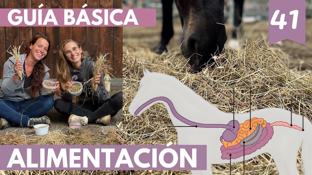 Guía básica 📖de alimentación 🍽️para tu caballo + sistema digestivo🍩🍿+bases del forraje 🌾y el pienso🌽