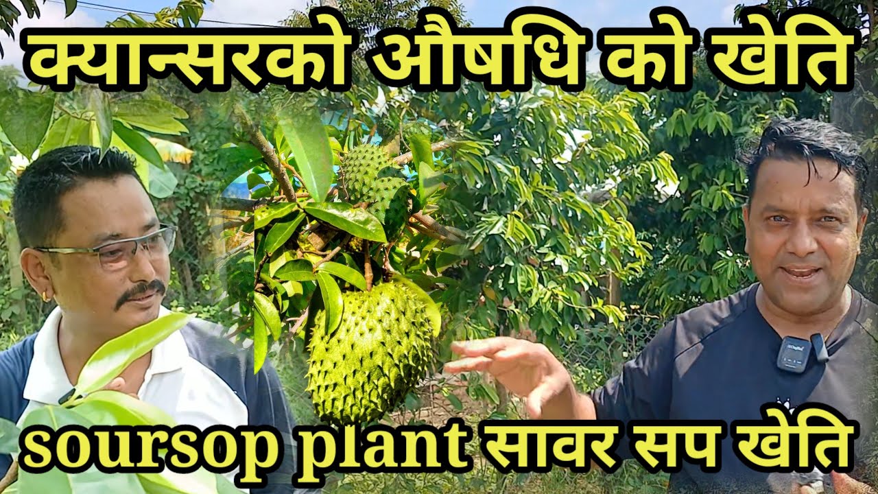 मोरङ्ग मा भेटियो क्यान्सर को औषधि सावर सप खेती फल र पात बेचेर लाखौ आम्दानी soursop planting