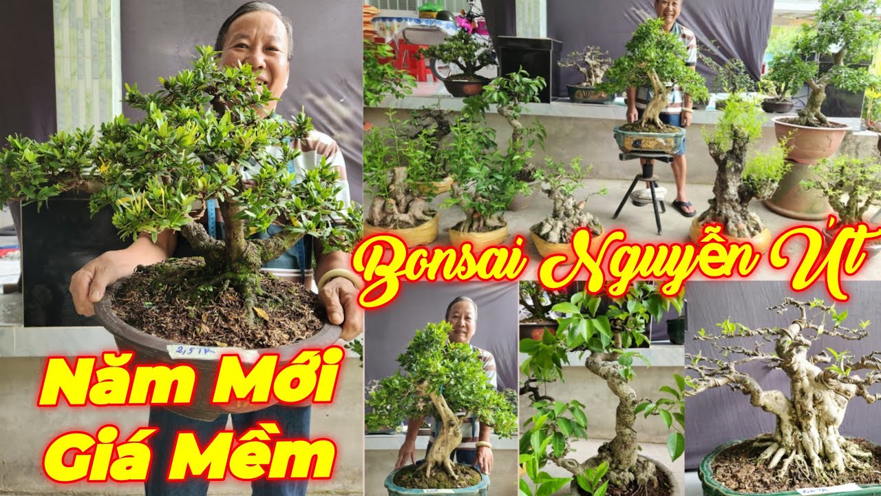 NGUYỄN ÚT | #0385845428 | GIÁ MỀM ĐẦU NĂM TÚC ĐỎ, TRANG VÀNG, NGÂU, SANH QUÊ, NGUYỆT, MCT, KIM QUÝT