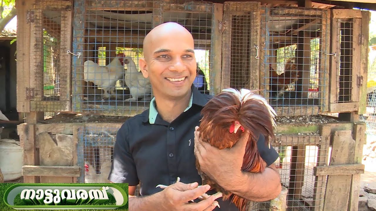 പരമ്പരാഗത കോഴി വളർത്തൽ ഒരു യുവാവിൻറെ വിജയഗാഥ  |  NATTUVARAMBU