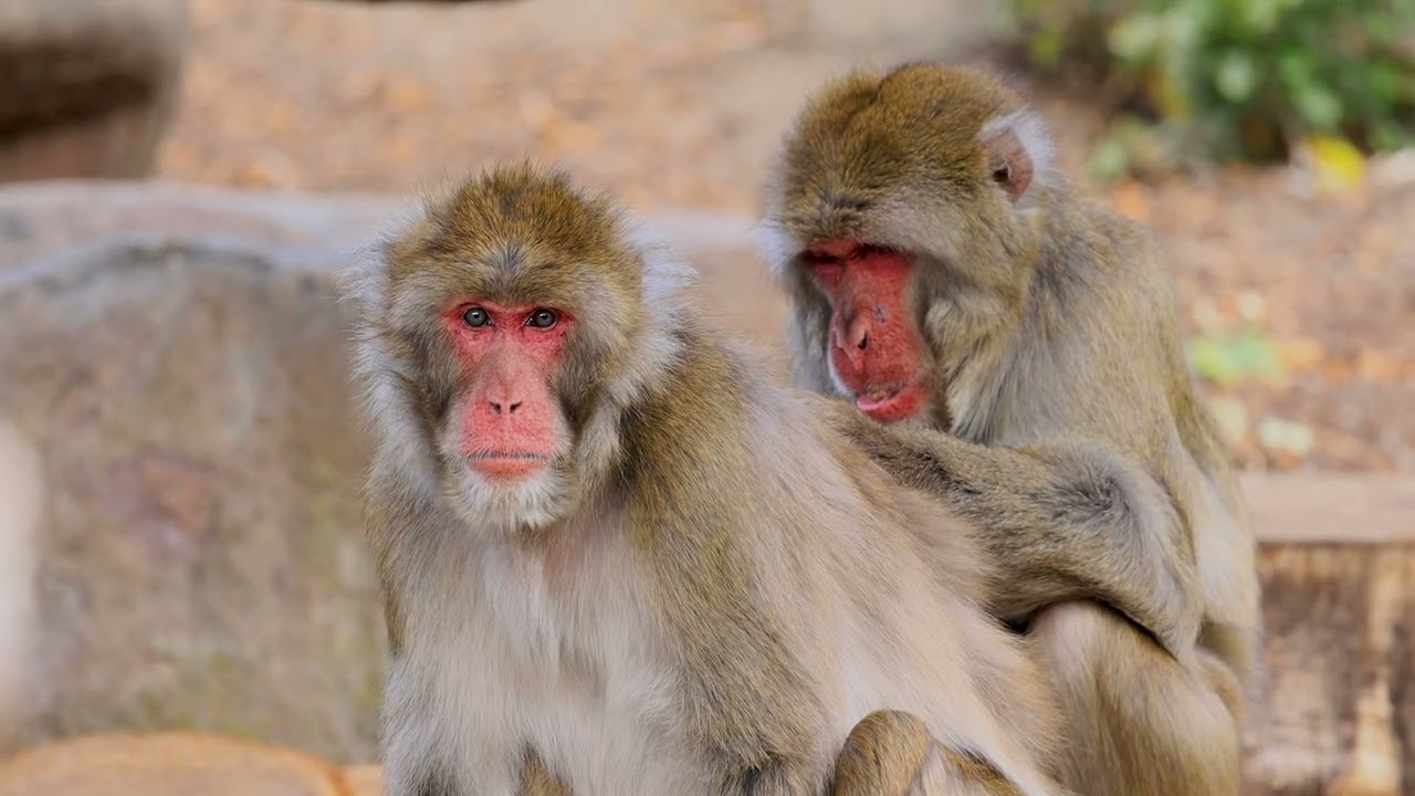 Monkey Madness The Wild World of Our Primate Cousins!/CadLma #animals  #monkey #relaxingscenery