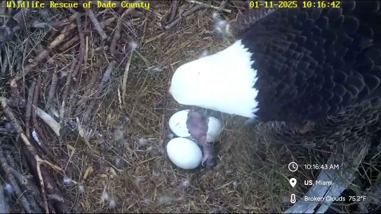 [SEFL R Nest] R7 Hatched (1/11/2025)