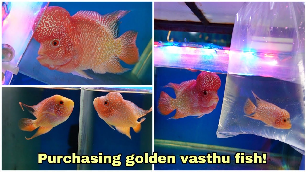 Purchasing golden vasthu fish in chennai | BGB aqua kingdom | Flowerhorn