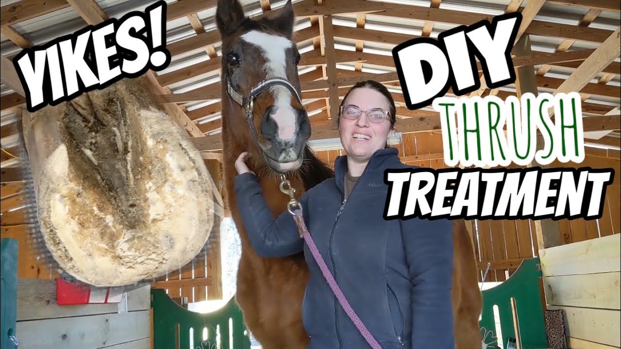 DIY Thrush and White Line Treatment for Horse Hooves! Equestrian Hack