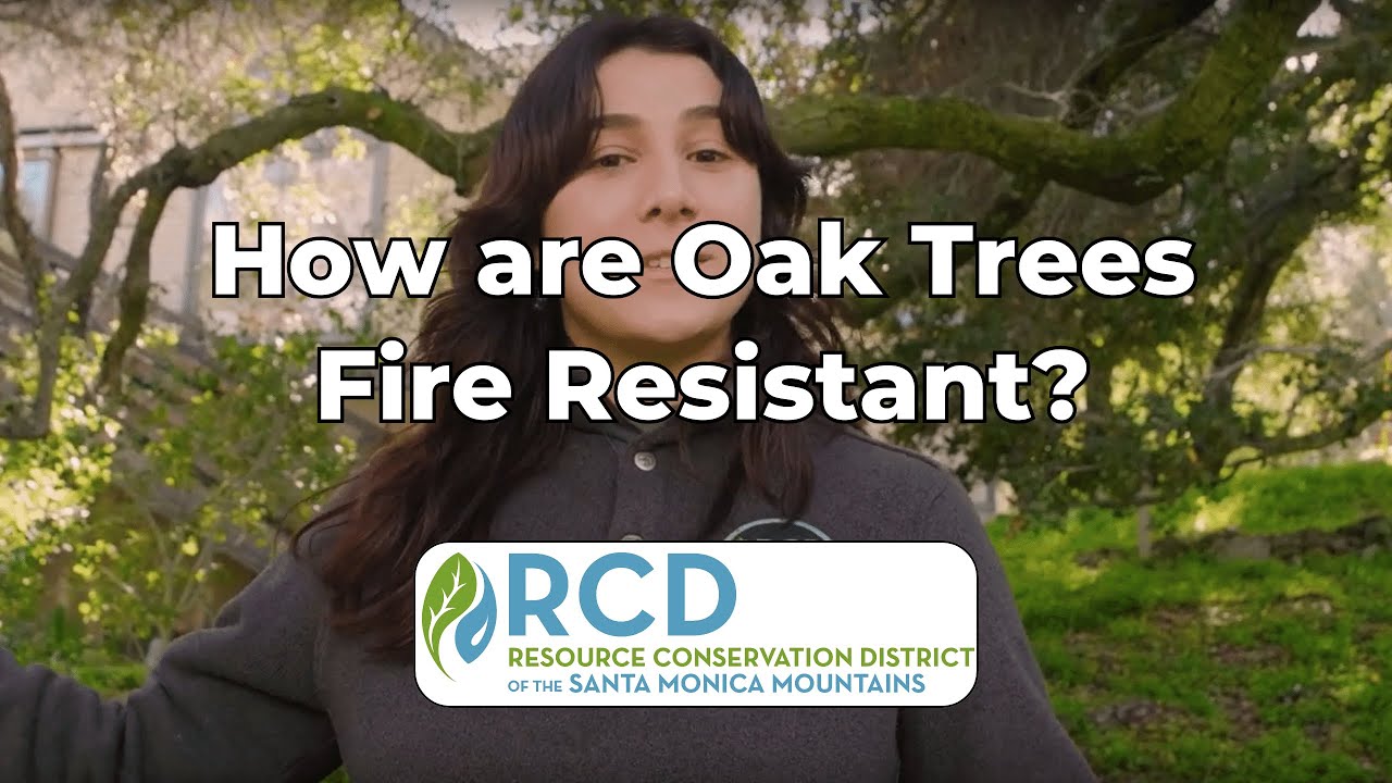 How are Oak Trees Fire Resistant?