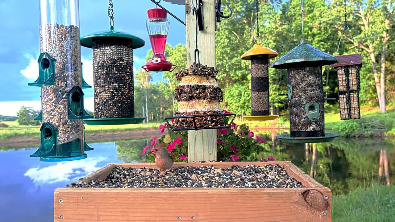 Male and Female Cardinals #ozarkbirds