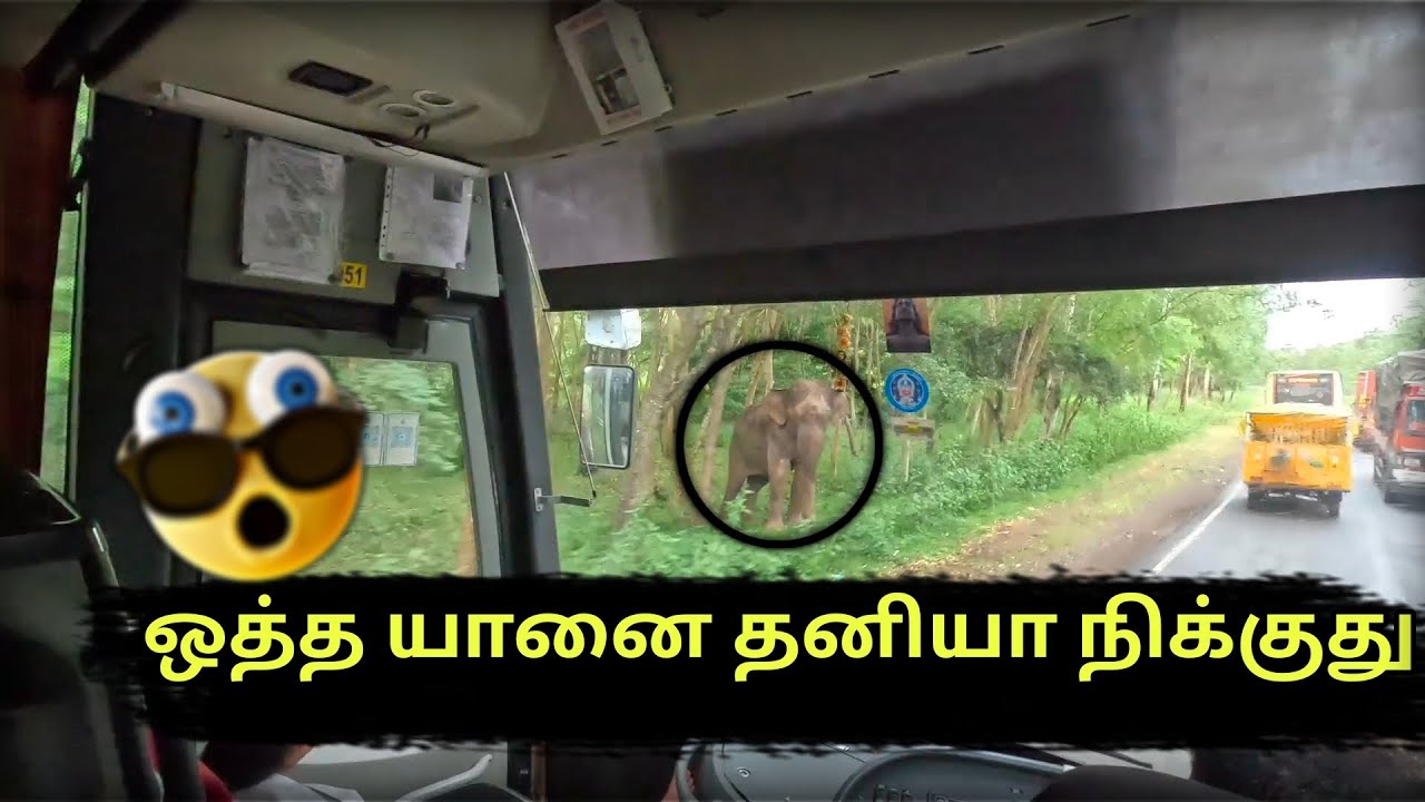 Dhimbam Ghat Road 🛣️ Elephant 🐘  Pathachu 😱| #tamil #travel #travelvlog #hills #bus #volvo #explore 
