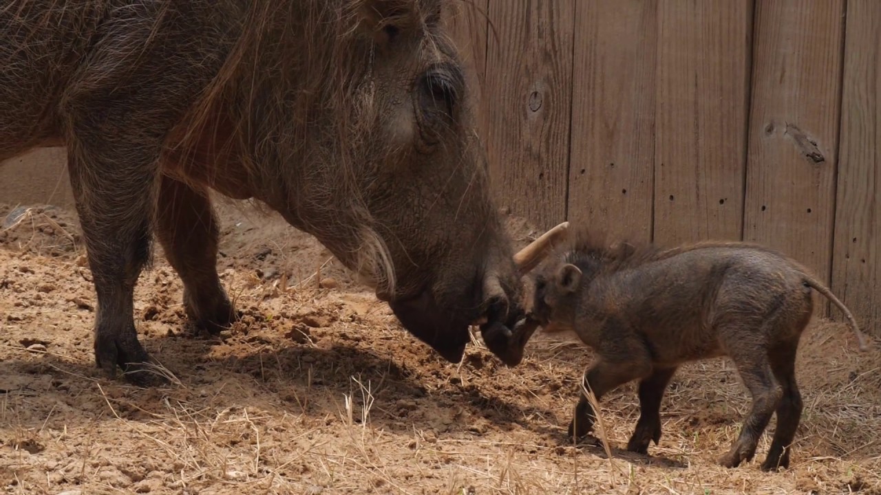 Gus the Warthog