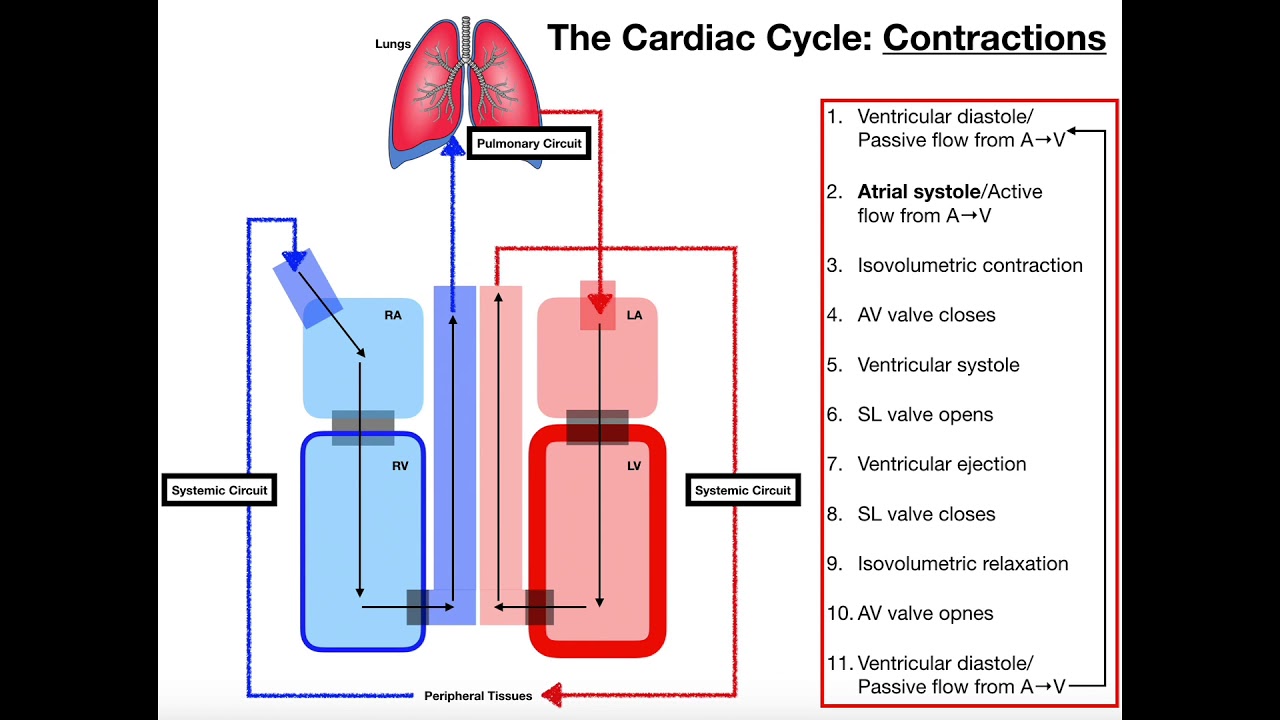 Heart Chamber Anatomy & Cardiac Chamber Blood Flow