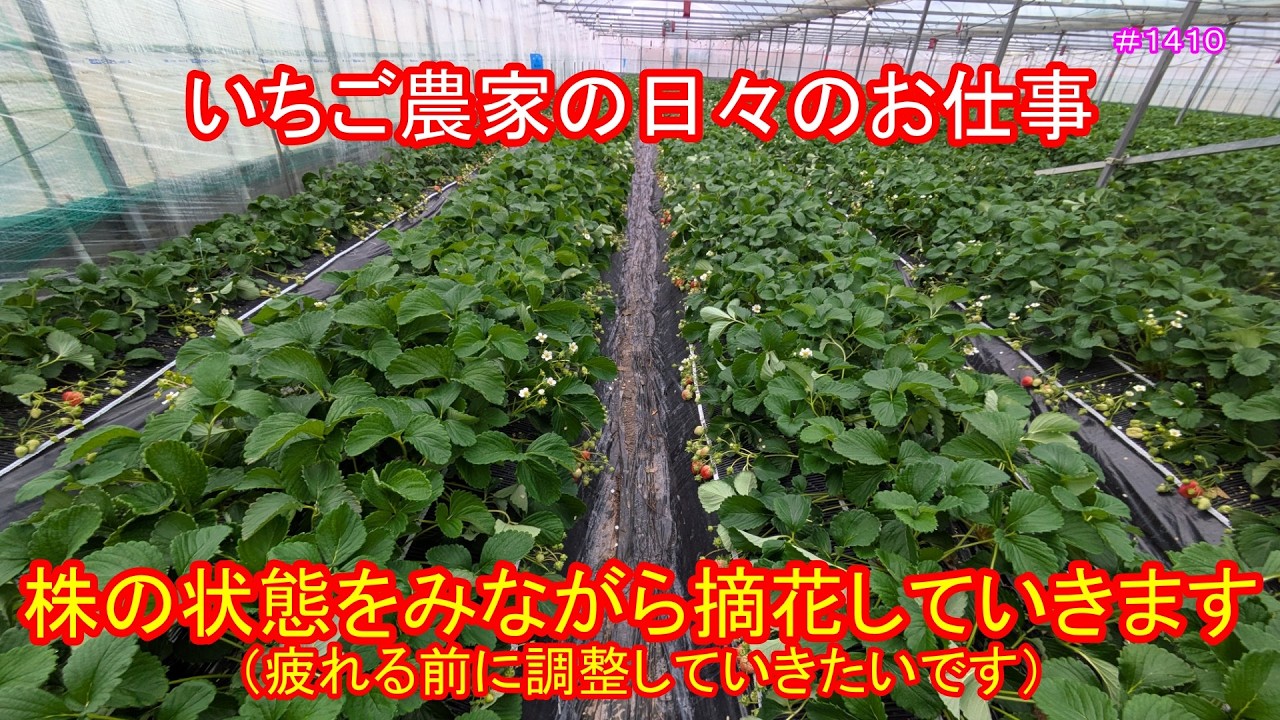 株の状態をみながら摘花していきます（疲れる前に調整していきます）　いちご農家の日々のお仕事　＃１４１０