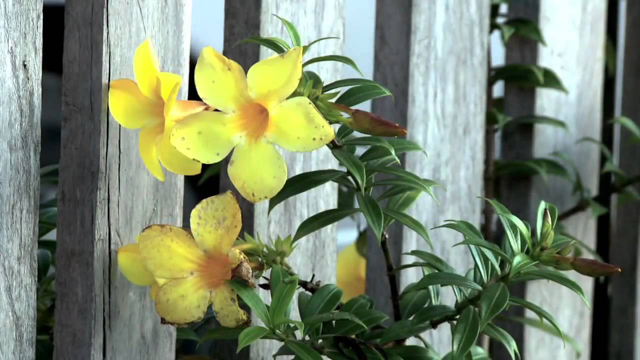 This Is My Father's World - Creation Video